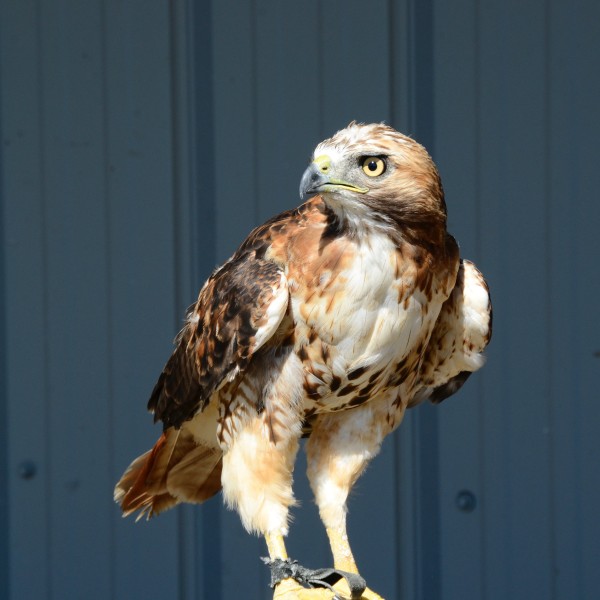 A bird with brown feathers standing on a wooden pole