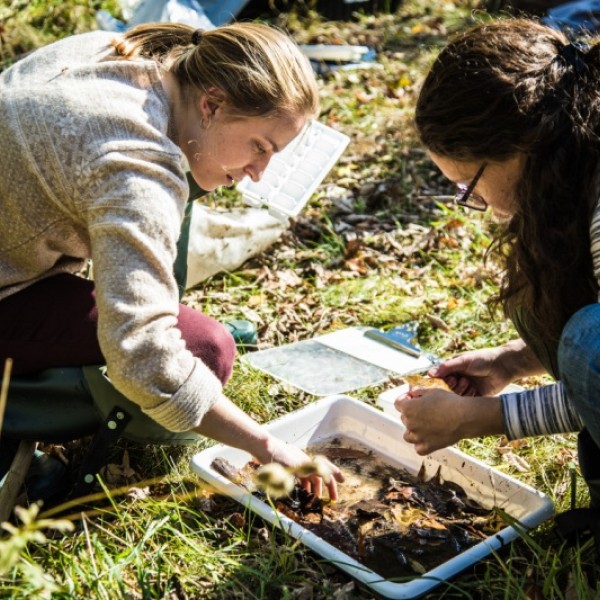 Students work together on research in the field 