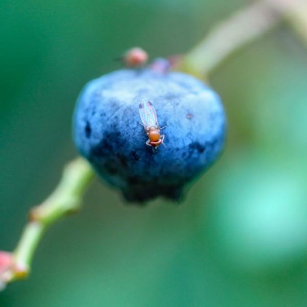 Close-up image of a berry 