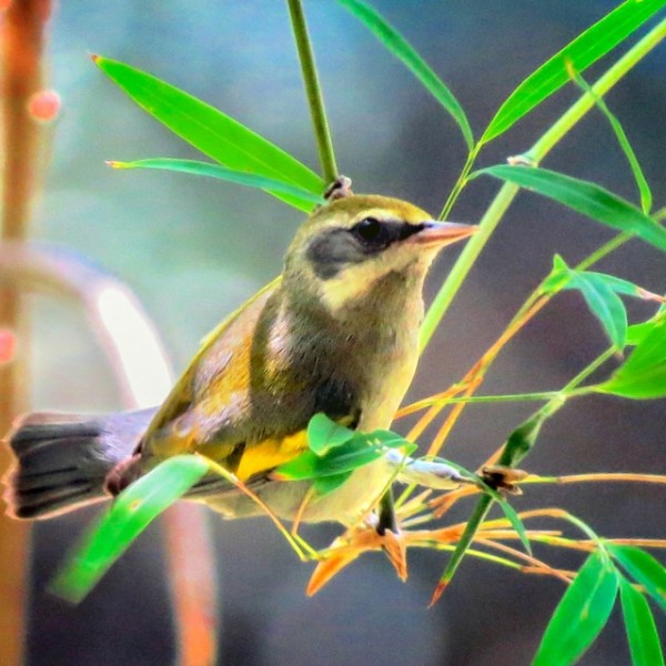 A small, golden-colored bird sitting on a branch among long, skinny, green leaves