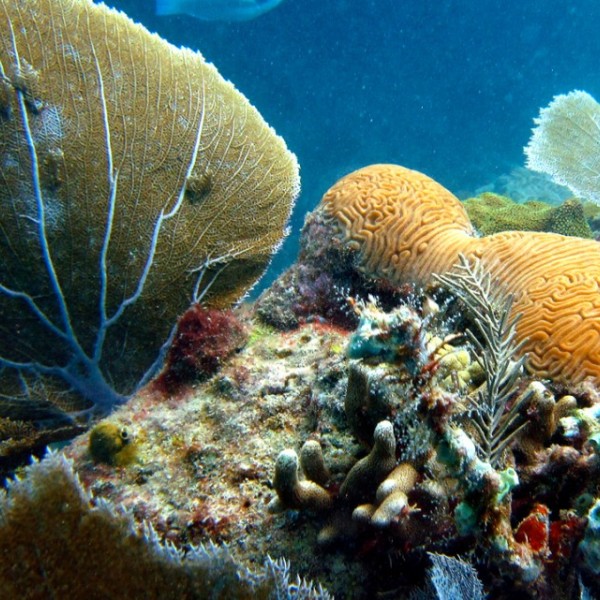 Healthy colorful coral under water