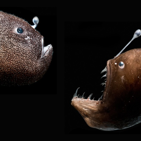 Two anglerfish with sharp teeth and lures coming out from their foreheads