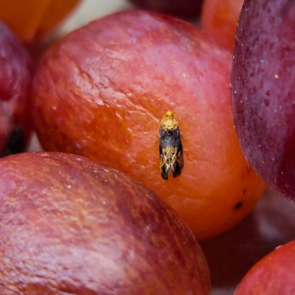A yellow colored moth on purple grapes 
