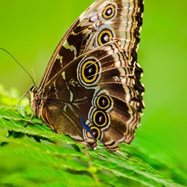 A butterfly with spots on its wings on a leaf