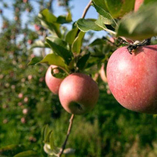 Red apples hang from an apple tree