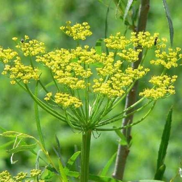 Wild parsnip growing in the field