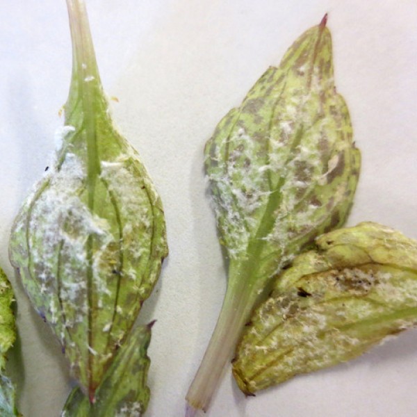 Mildew growing on green leaves and the leaves have been placed on top of a white table