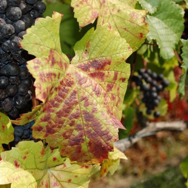 Grapes on a grapevine