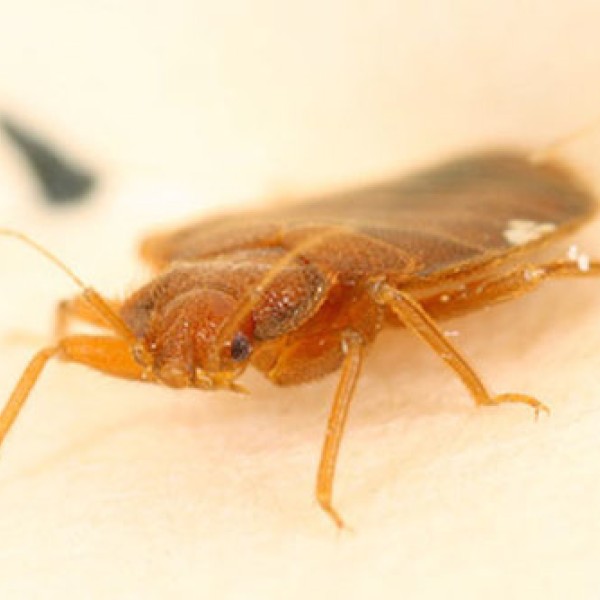 A bedbug