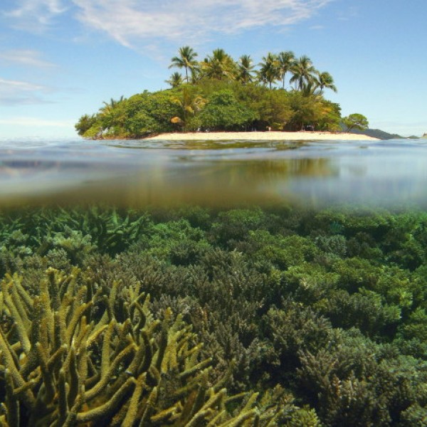 An underwater view of coral reefs