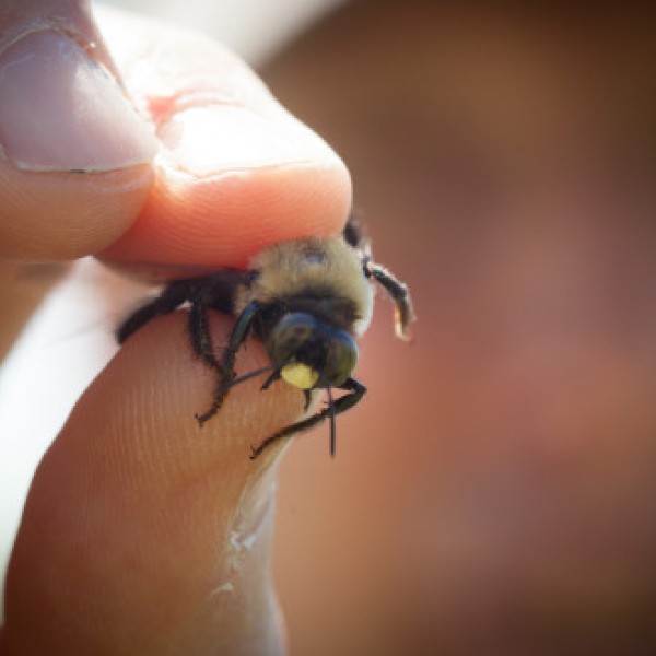 Fingers holding a bee