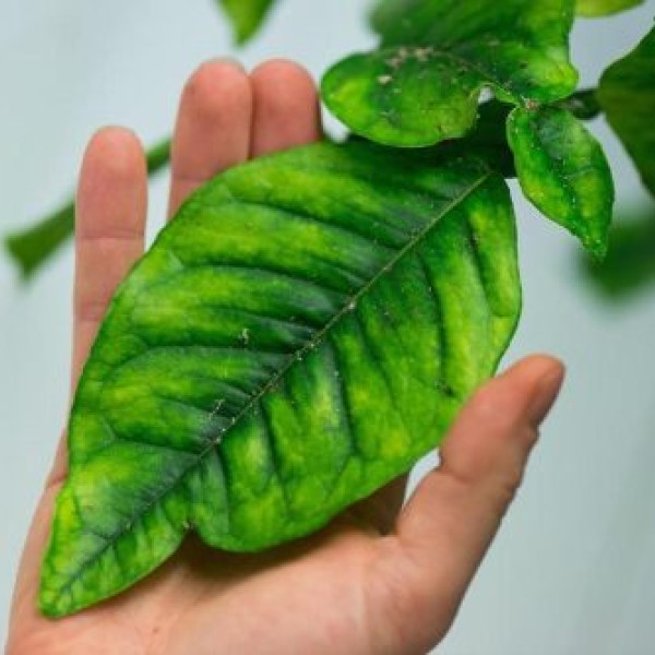 A hand holds a green leaf