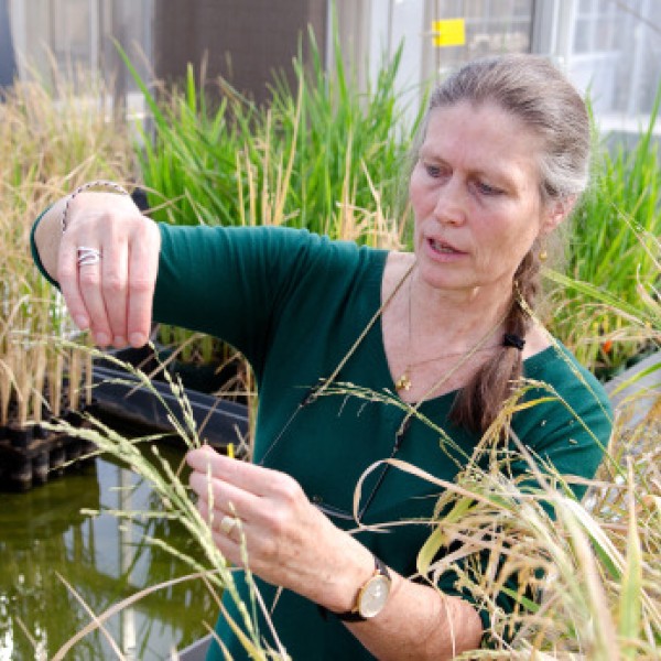 A woman tends to rice plants