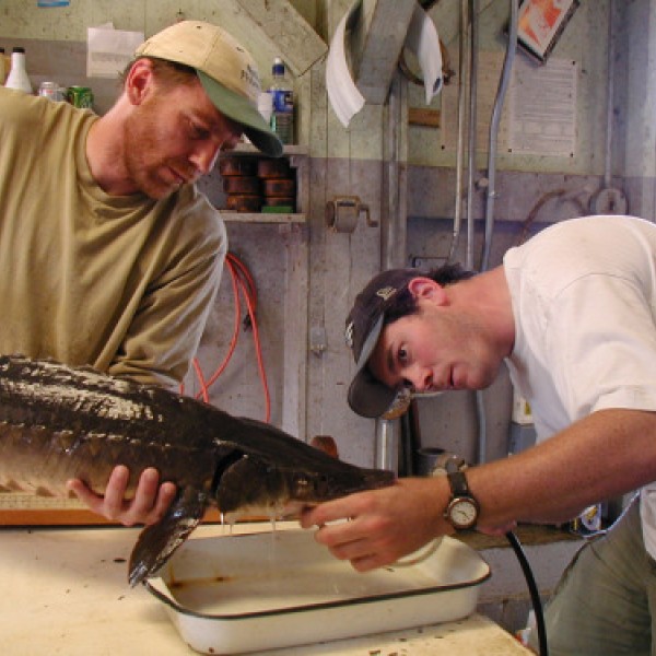 Two men handle a sturgeon