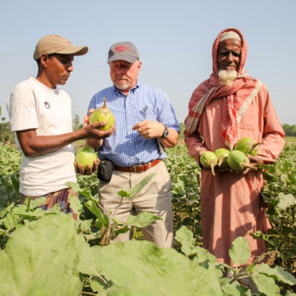 Three men stand in a vegetable field