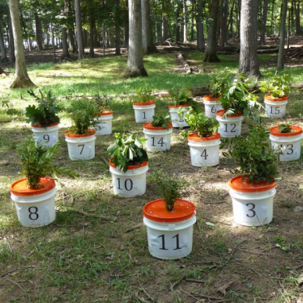 Plants in buckets used for an experiment