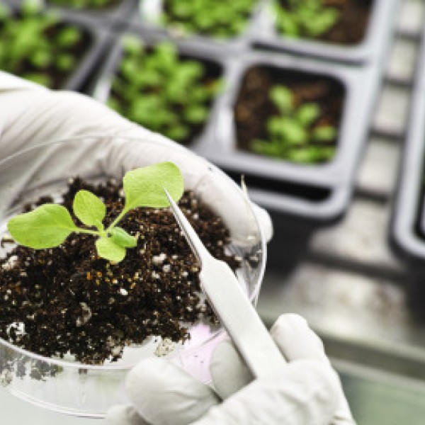A plant sprouting in a petri dish with soil