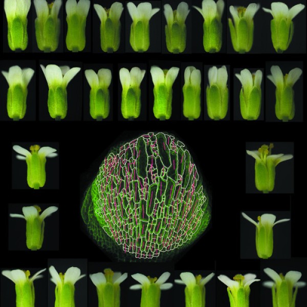 Many flower buds placed together on a black background