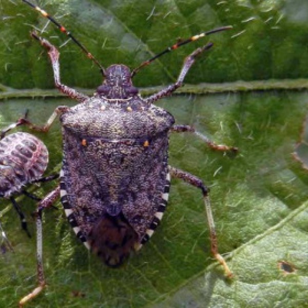 A stink bug and another on a leaf