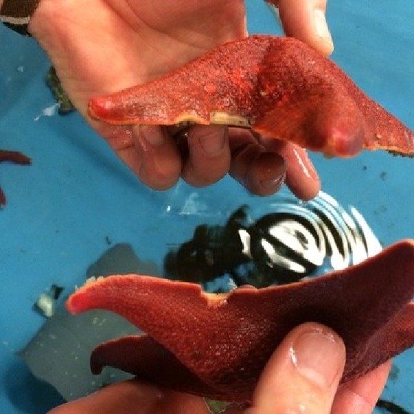 Two hands each hold a starfish over a tank filled with water