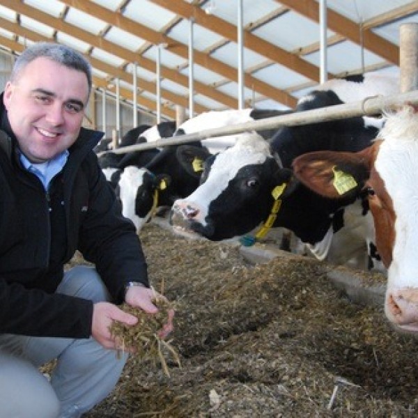 A man squats down near dairy cows inside a barn