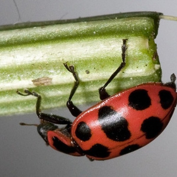 A ladybug hands upside down from a stalk