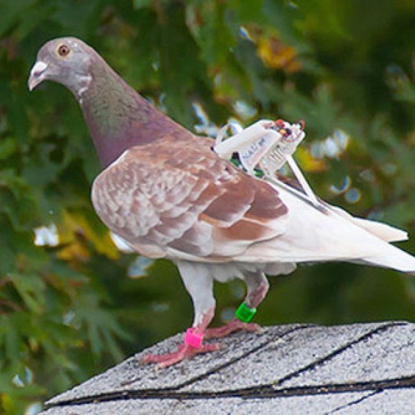 A pigeon wearing a device on its back that is collecting vibration energy