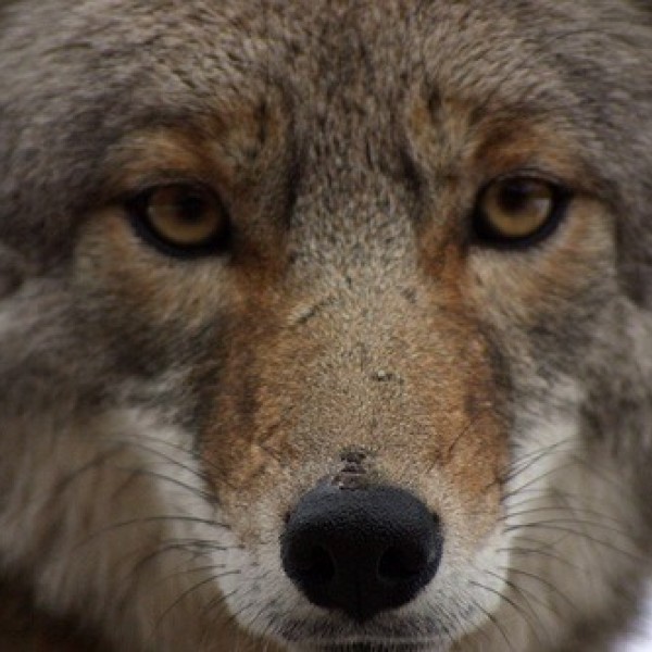 A coyote