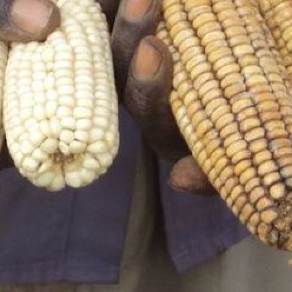 One hand holds moldy corn and another hand holds non-moldy corn
