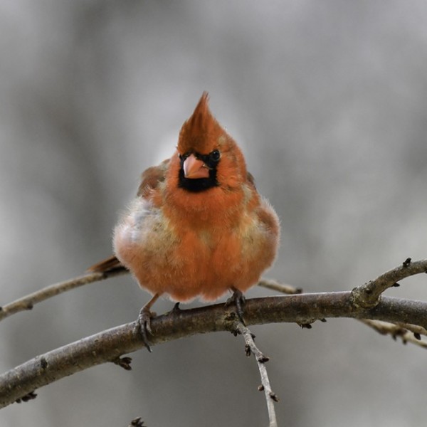 A red bird perched on a branch in the winter