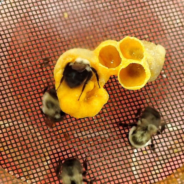 Several bumble bees on a micro-colony