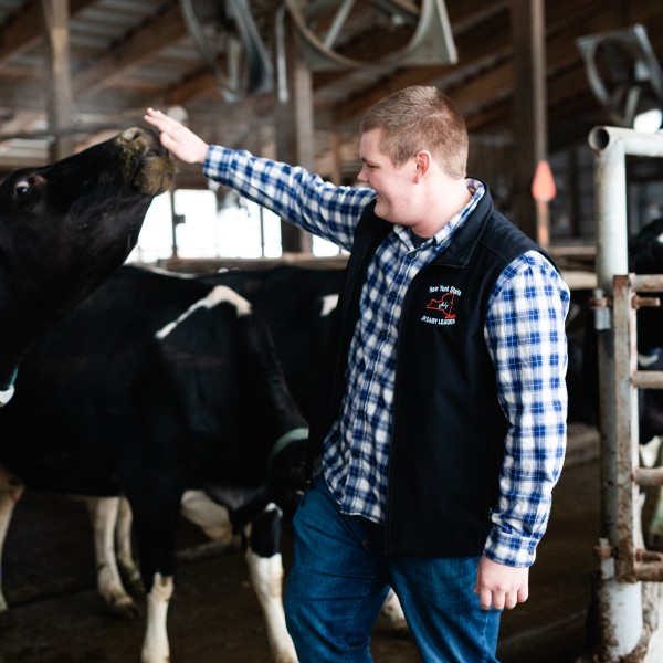 A male student interacting with cows in a dairy barn