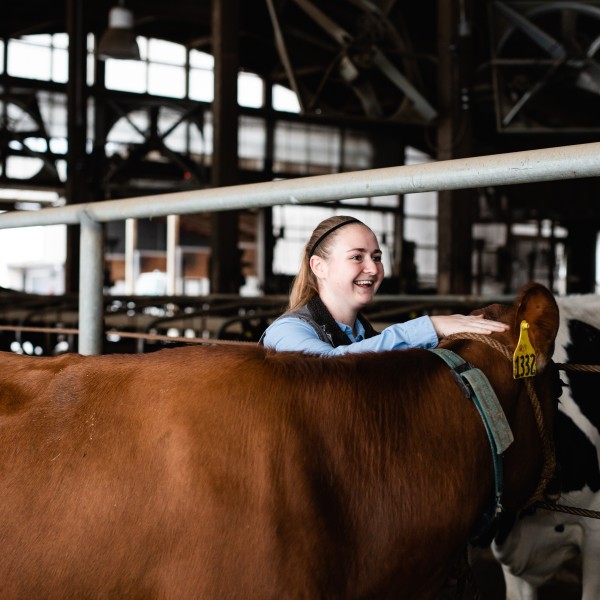 A female student petting a cow