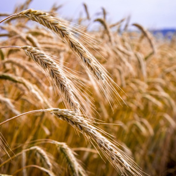 A close up of barley growing in a field