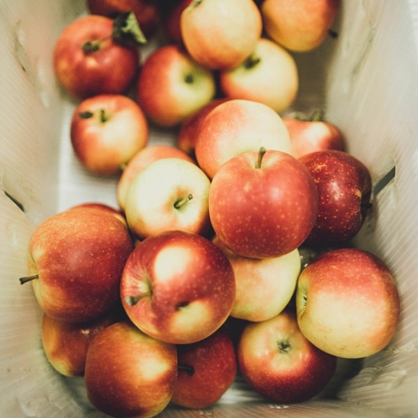 A bin filled with apples