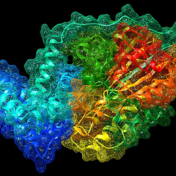 a 3-D digital model of the mar-9 gene's protein structure 