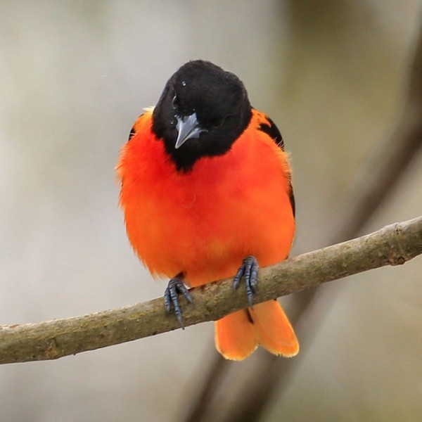 An orange and black bird on a branch