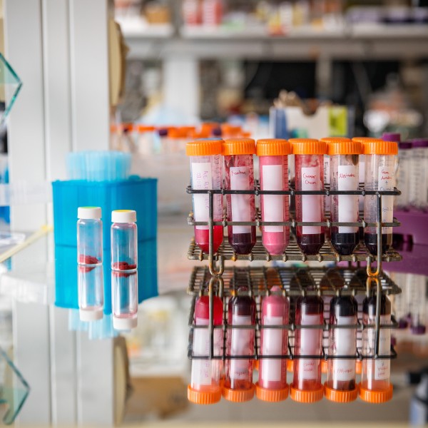 a row of plastic test tubes holding dark red liquid sit on a reflective counter