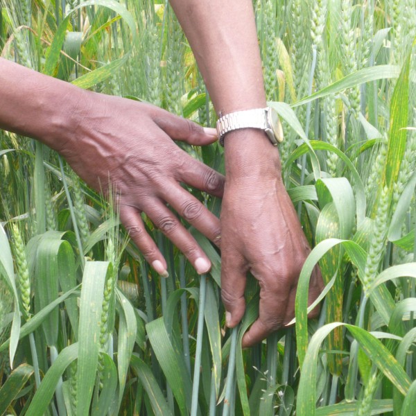 Hands in a wheat field
