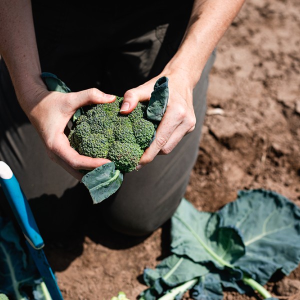 A person holding broccoli in a field 
