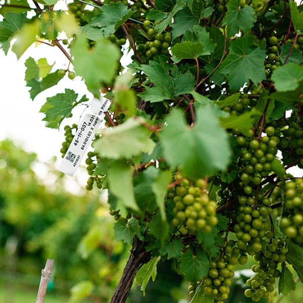 Grapes in a vineyard