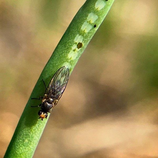 A fly on a green stem