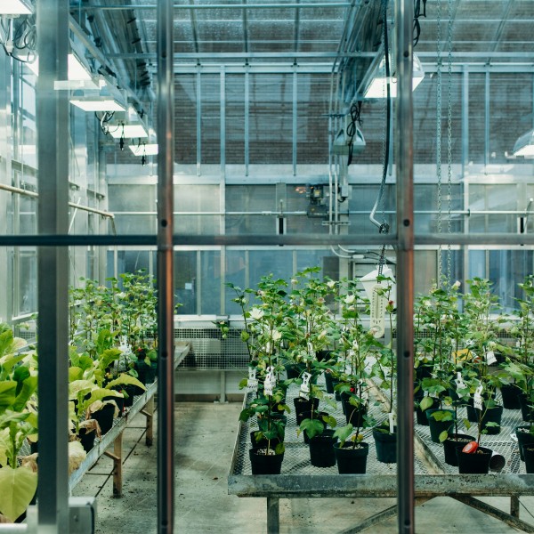 Plants are seen through a window into a greenhouse