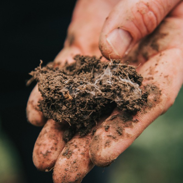 A hand holding brown soil