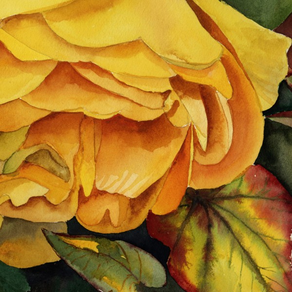 Yellow rose watercolor painting