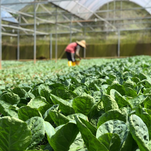 Vegetables growing in a greenhouse