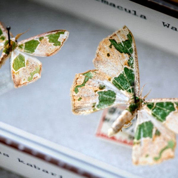 Two yellow and green moths pinned to a box