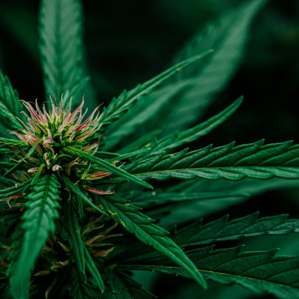 Hemp plant in a Cornell AgriTech field