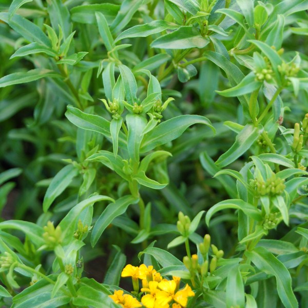 a close up of mexican tarragon tagetes lucida
