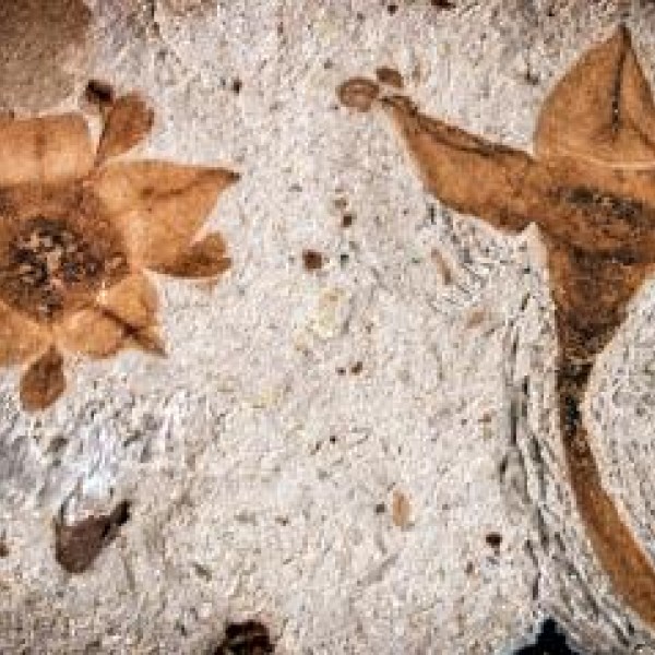 flower fossils